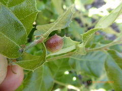 Plagiotrochus australis