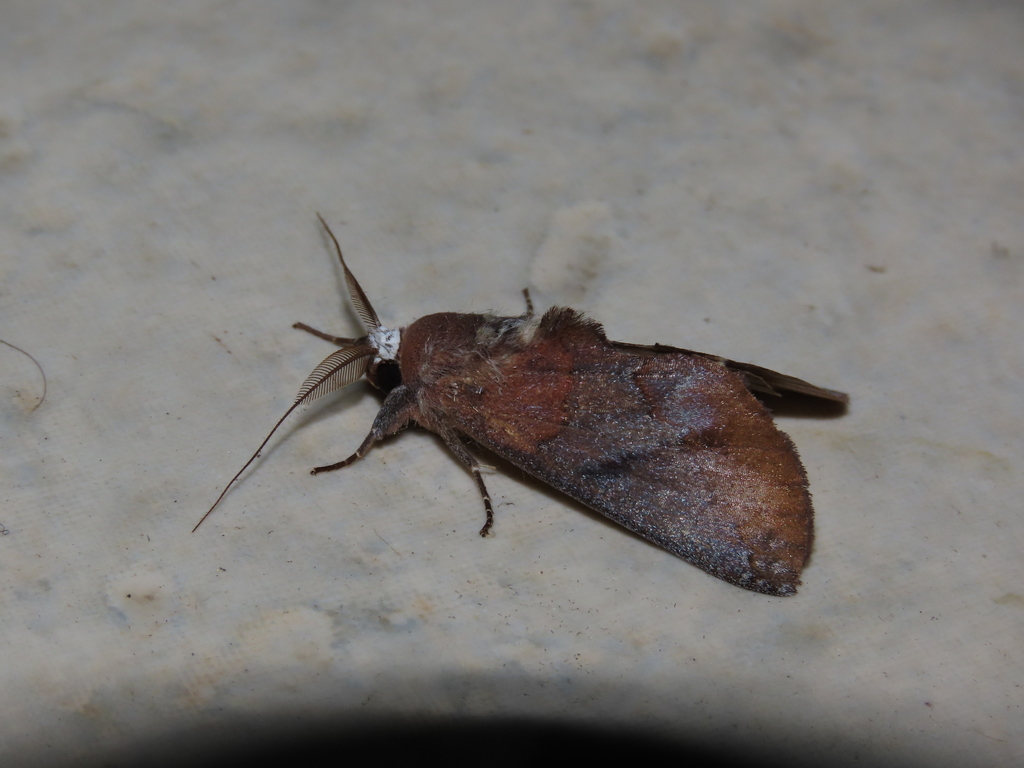 Hemiceras nigricosta