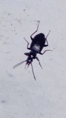 Limodromus