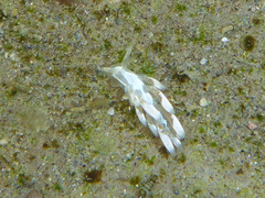 Trinchesia albocrusta