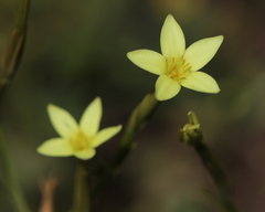 Centaurium maritimum