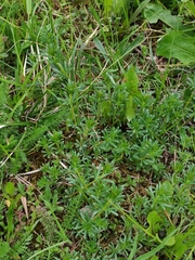 Galium mollugo