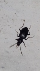Limodromus