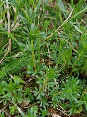 Galium mollugo