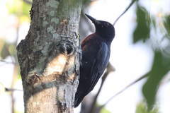 Melanerpes herminieri