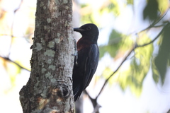 Melanerpes herminieri