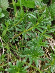 Galium mollugo