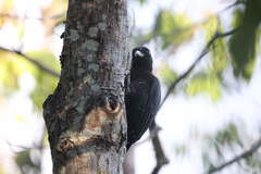 Melanerpes herminieri