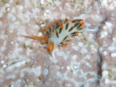 Diaphoreolis lagunae