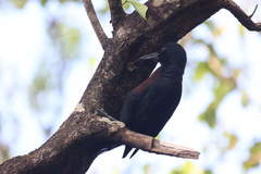 Melanerpes herminieri