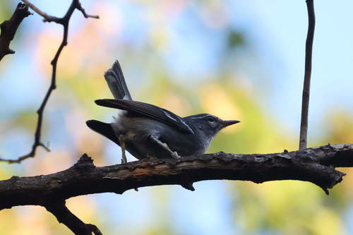 Plumbeous Warbler (Setophaga plumbea), photo 4
