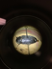 Dermestes frischii