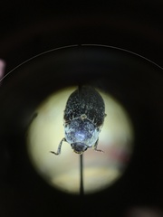 Dermestes frischii