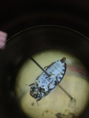 Dermestes frischii