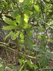 Nothofagus obliqua