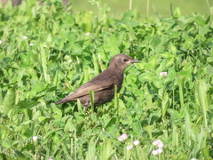 Sturnus vulgaris