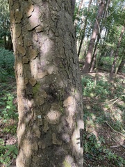 Nothofagus obliqua