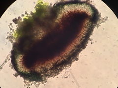 Leimonis erratica