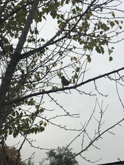 Zonotrichia capensis chilensis