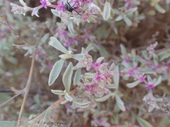 Aizoon sarcophyllum