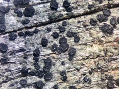 Leimonis erratica