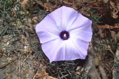 Ipomoea perpartita