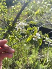 Prunus mahaleb