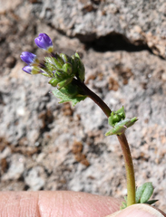 Gilia sinuata
