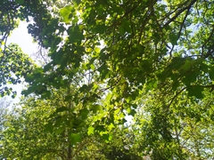 Acer