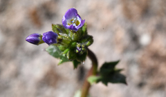 Gilia sinuata