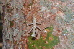 Liturgusa cayennensis