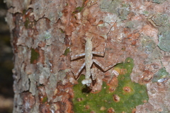 Liturgusa cayennensis