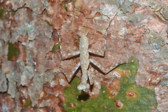 Liturgusa cayennensis