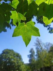 Acer