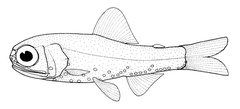 Holts Lanternfish photo 1