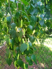 Betula