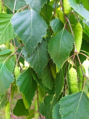 Betula