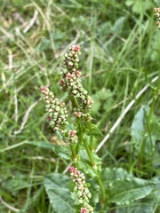 Rumex acetosa