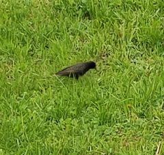 Sturnus vulgaris