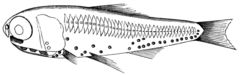 White-Spotted Lantern Fish photo 2