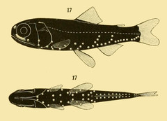 White-Spotted Lantern Fish photo 3