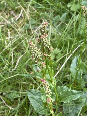 Rumex acetosa