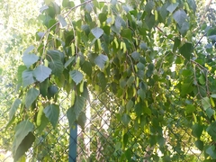 Betula