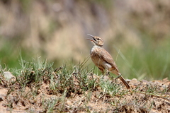 Certhilauda semitorquata
