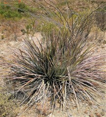 Dasylirion cedrosanum