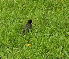 Sturnus vulgaris