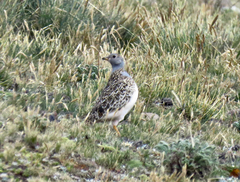 Thinocorus orbignyianus