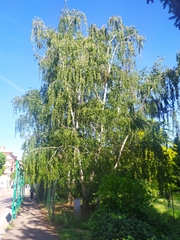 Betula