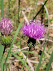 Cirsium carolinianum