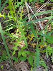 Cirsium carolinianum